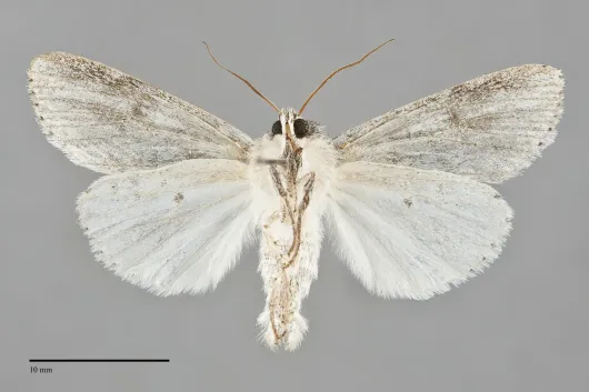 Acronicta oblinita