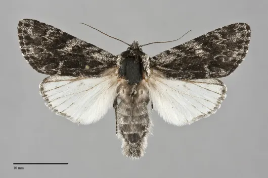 Acronicta perdita