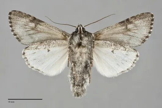 Acronicta perdita