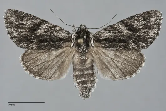 Acronicta perdita