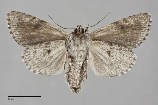 Acronicta perdita