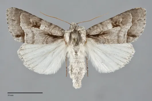 Acronicta quadrata