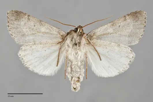 Acronicta quadrata