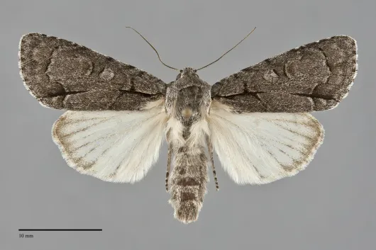 Acronicta radcliffei