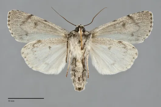 Acronicta radcliffei