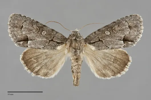 Acronicta radcliffei