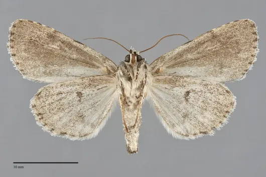 Acronicta radcliffei