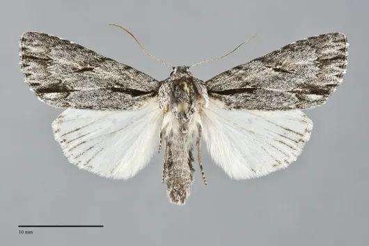 Acronicta strigulata