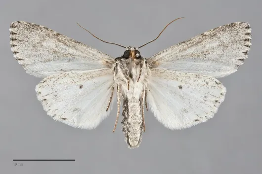 Acronicta strigulata