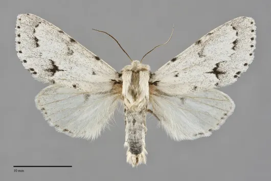 Acronicta vulpina