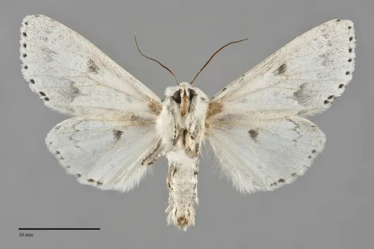 Acronicta vulpina
