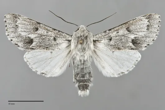 Acronicta vulpina