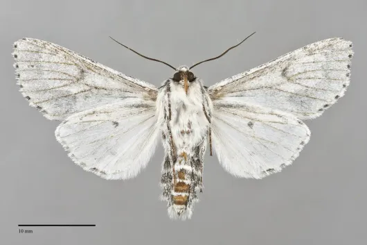 Acronicta vulpina