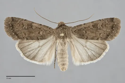 Actebia balanitis