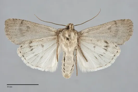Actebia balanitis