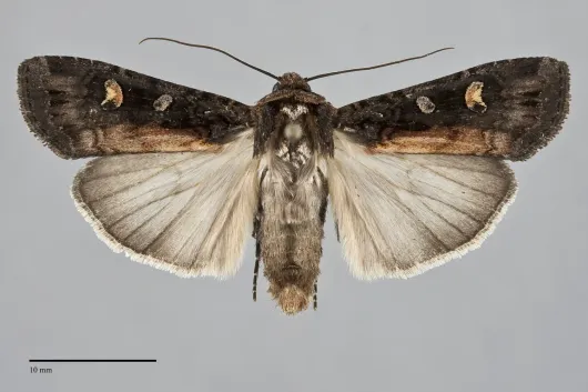 Actebia fennica