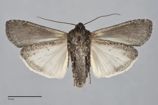 Actebia fennica