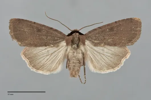 Adelphagrotis carissima
