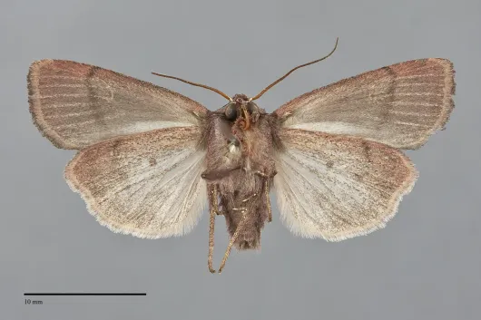 Adelphagrotis carissima