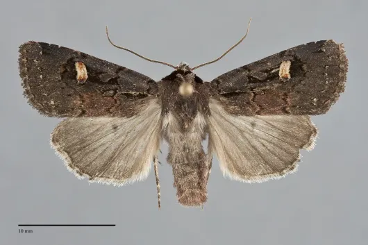 Adelphagrotis indeterminata