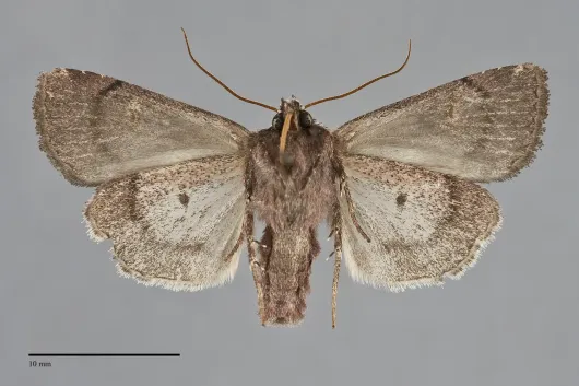 Adelphagrotis indeterminata