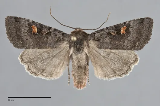 Adelphagrotis stellaris