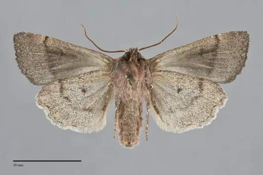 Adelphagrotis stellaris