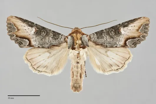 Admetovis oxymorus