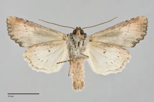 Admetovis oxymorus