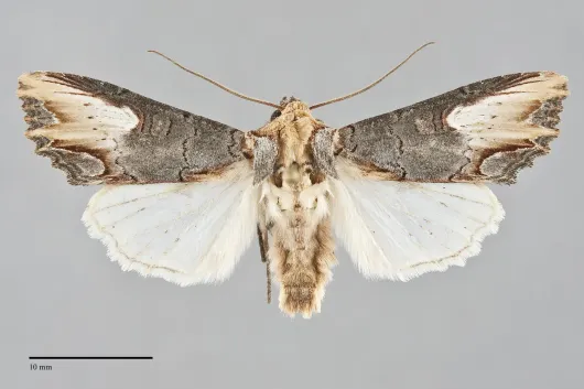 Admetovis similaris