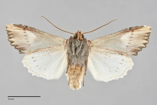 Admetovis similaris