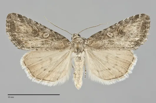 Afotella cylindrica