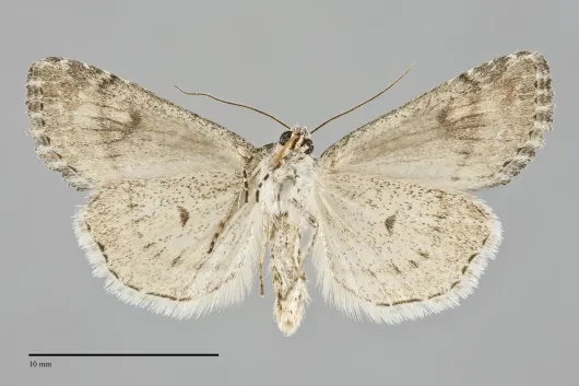 Afotella cylindrica