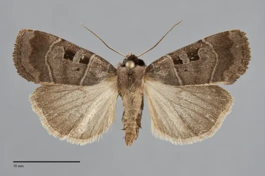 Agnorisma bugrai