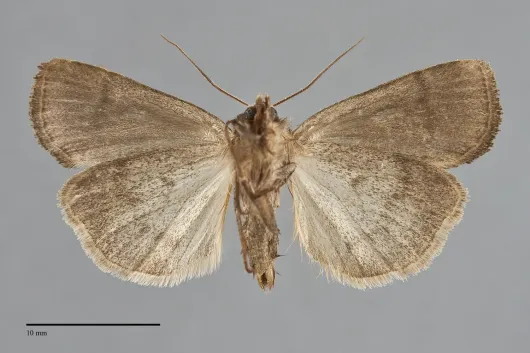 Agnorisma bugrai