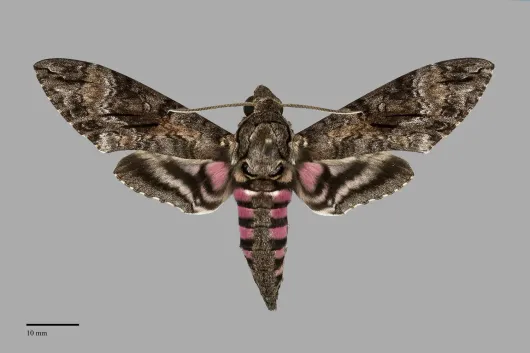 Agrius cingulata