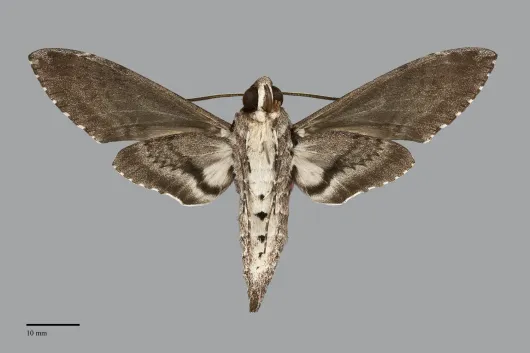 Agrius cingulata