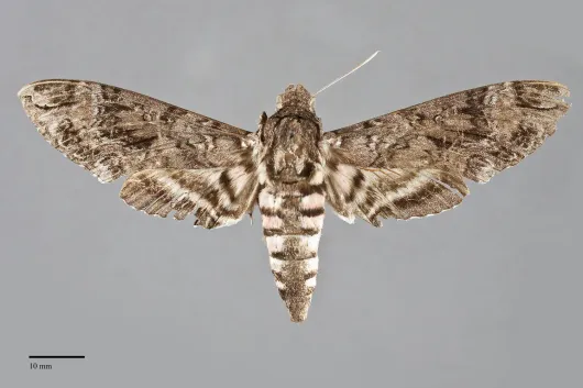 Agrius cingulata