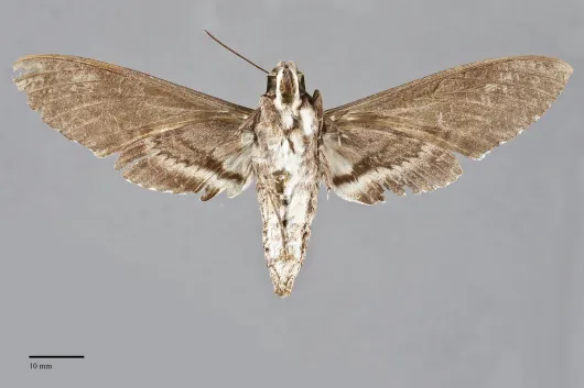 Agrius cingulata