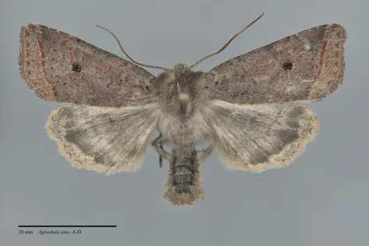 Agrochola lota
