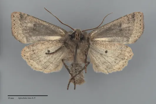 Agrochola lota