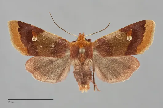 Agrochola pulchella