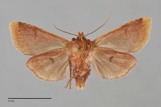 Agrochola pulchella