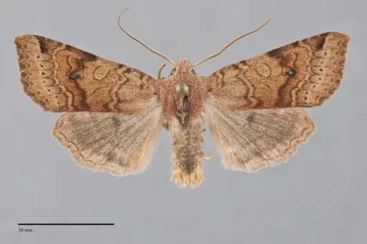 Agrochola purpurea