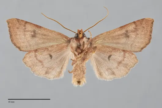 Agrochola purpurea
