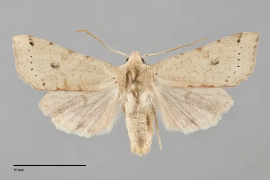 Agrochola purpurea