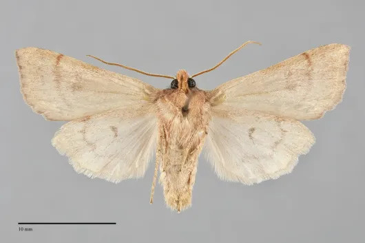 Agrochola purpurea