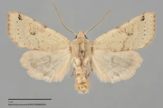 Agrochola purpurea