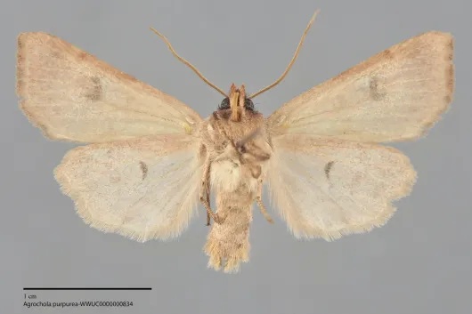 Agrochola purpurea
