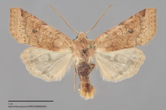 Agrochola purpurea